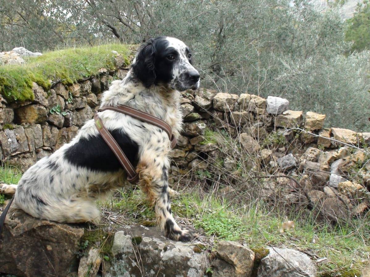 Adozione cane, maschio, Setter Inglese Razza sconosciuta, 6 anni e 9 mesi, taglia media, Milano