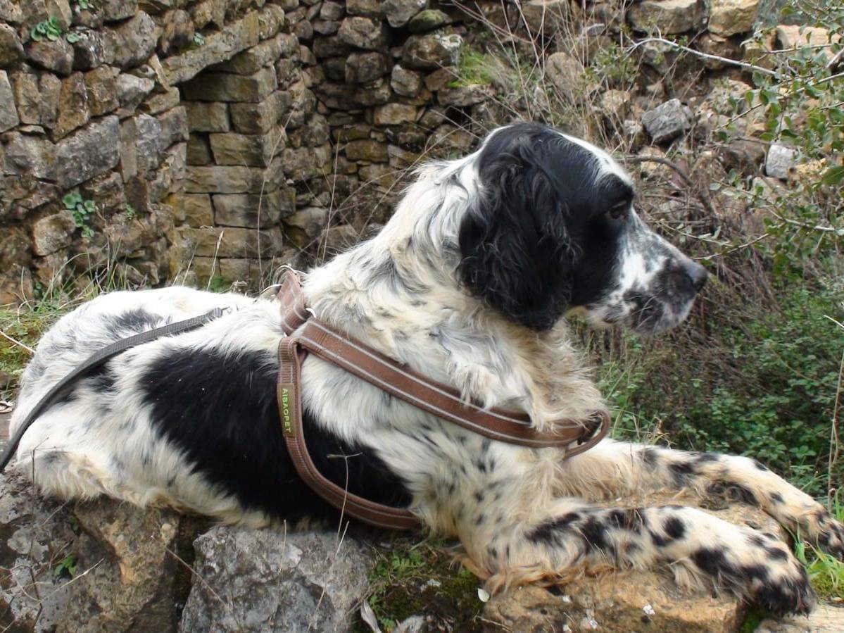 Adotta un cane, maschio, 6 anni e 9 mesi, Milano