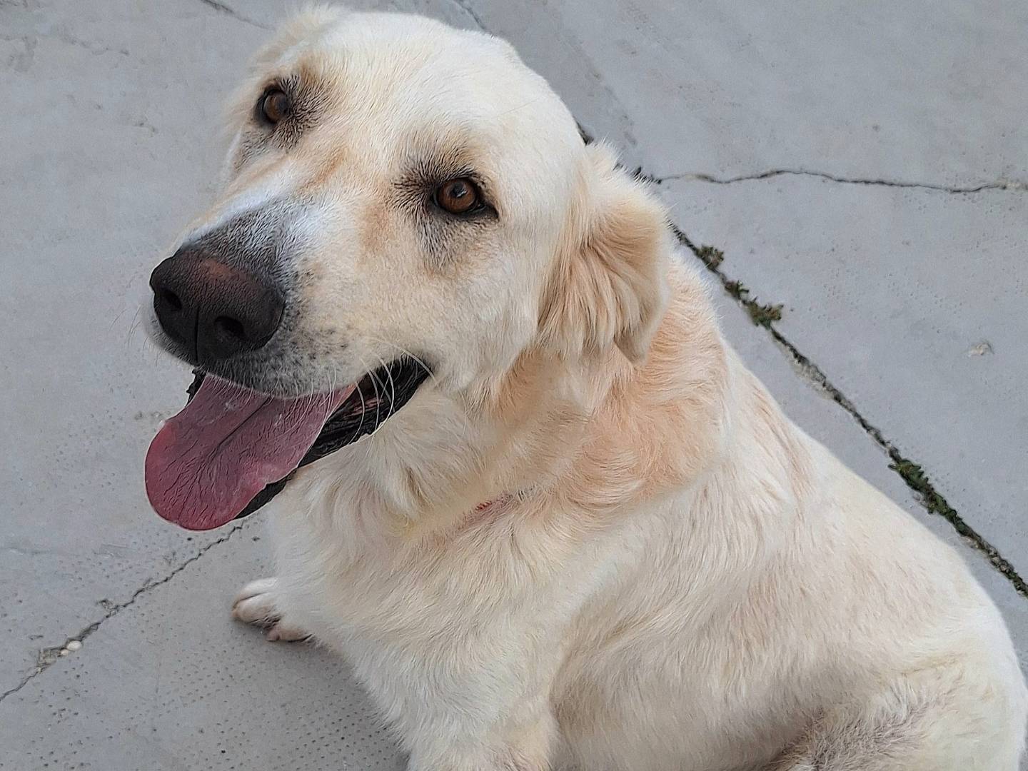 Vuoi adottare un cane a Teramo?