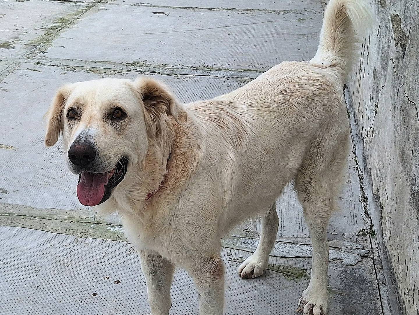 Adotta il cane Noè  a Teramo