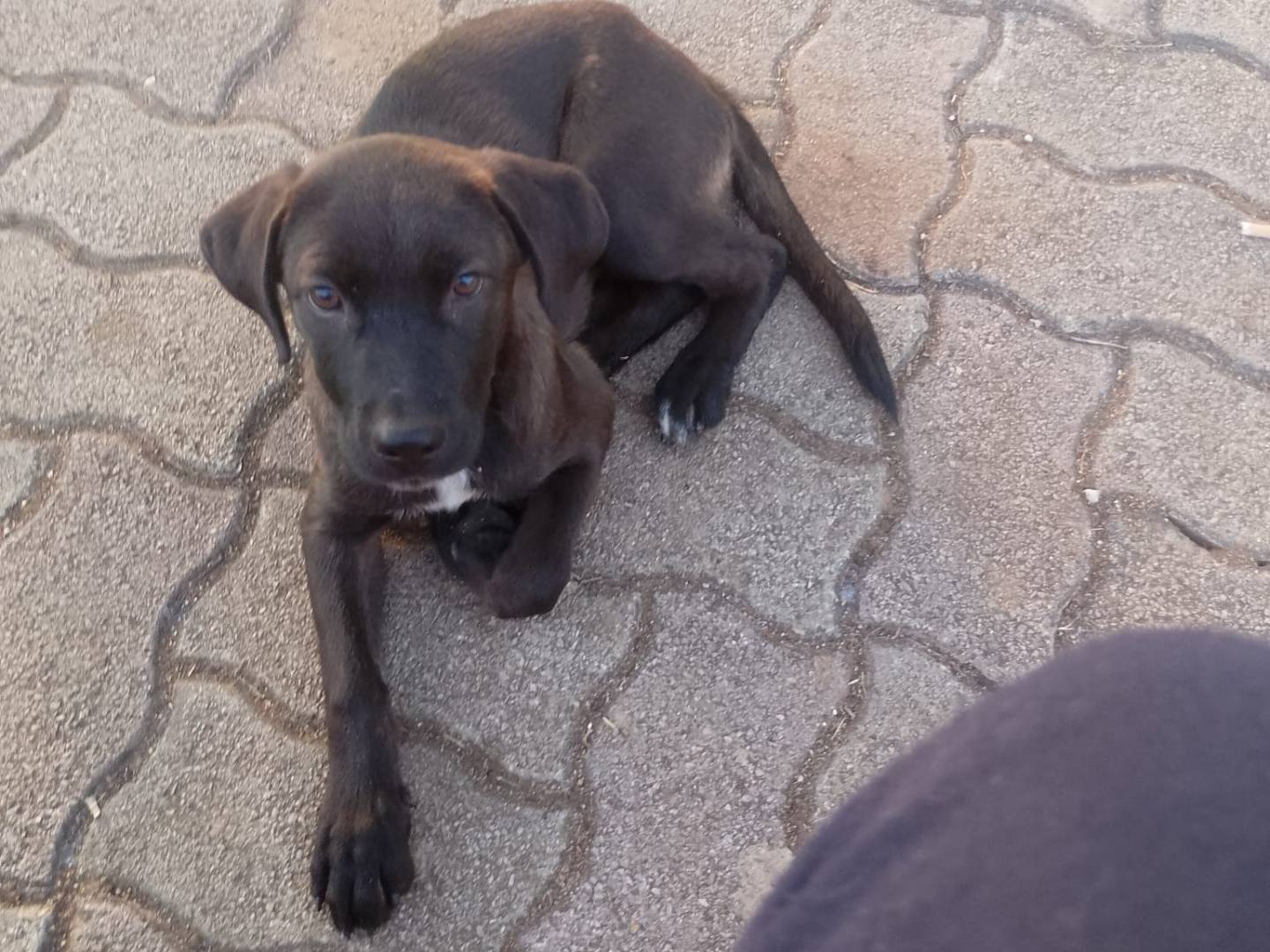 Adozione cane, femmina, Labrador Retriever Razza sconosciuta, 3 mesi, taglia media contenuta, Vibo