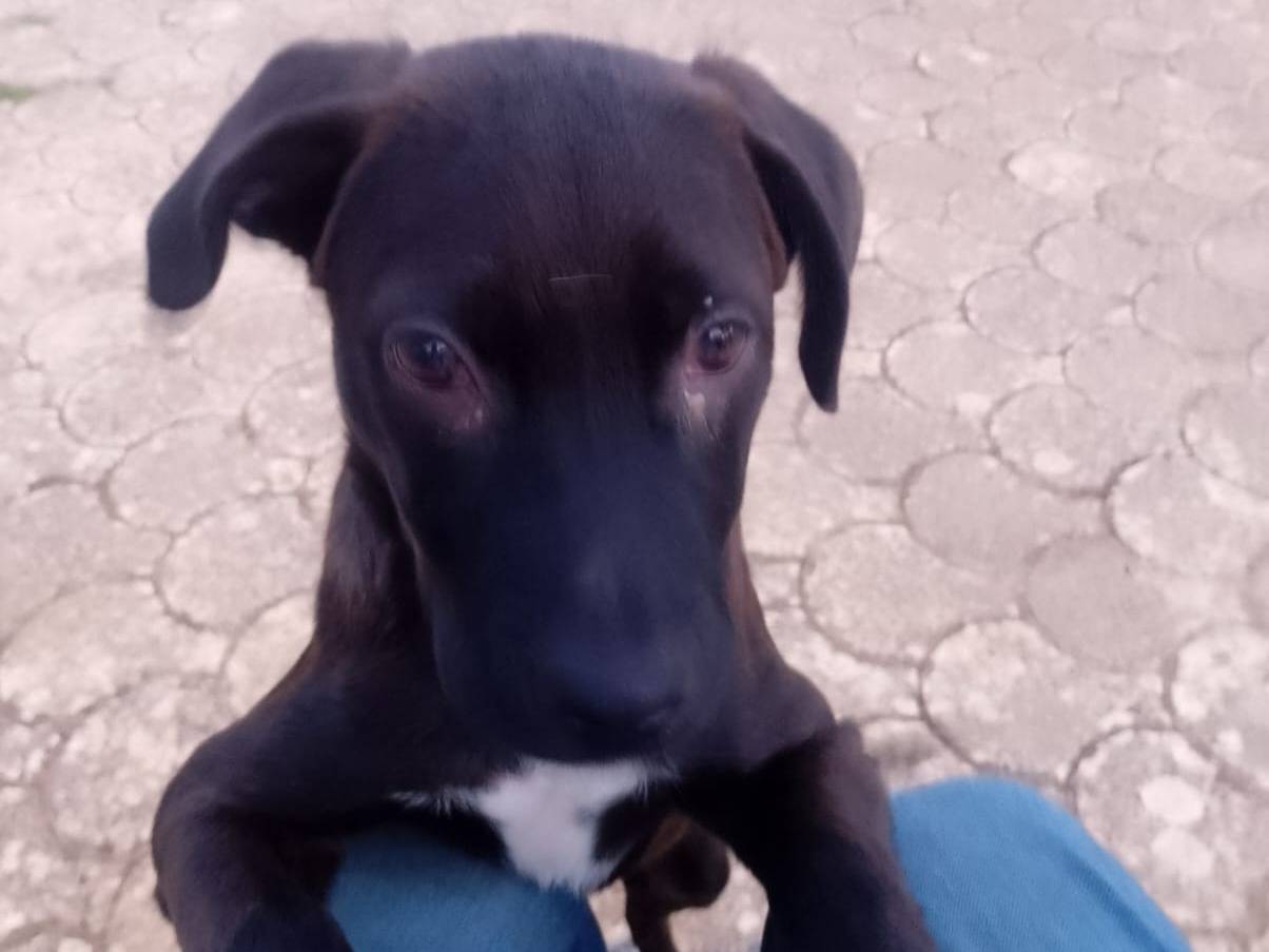 Adotta un cane, femmina, 3 mesi, Vibo