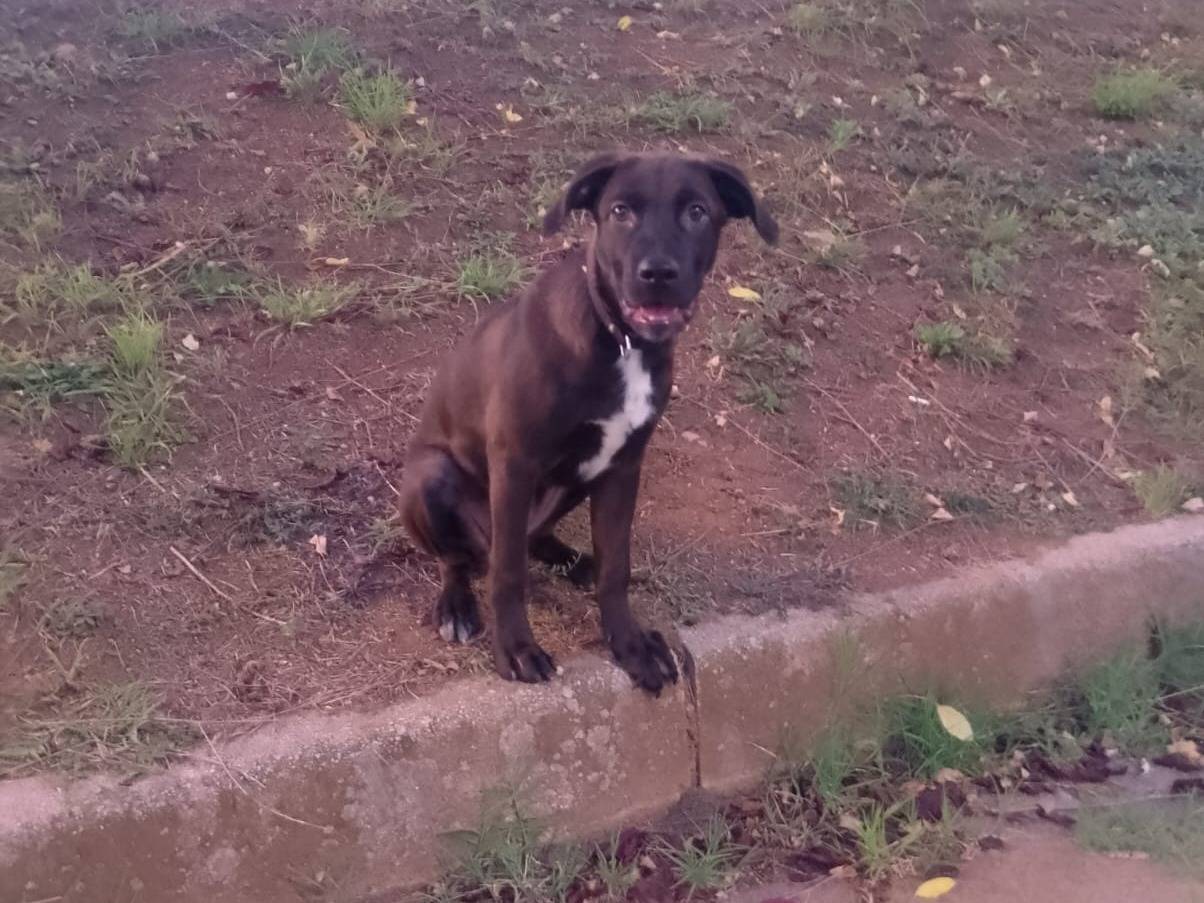 Adotta un cane, taglia media contenuta, femmina, Vibo