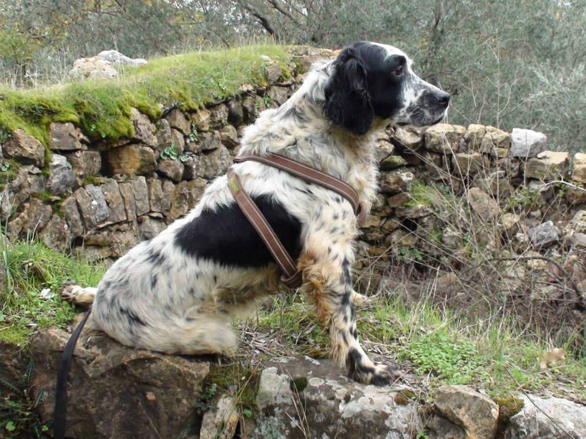 Vuoi adottare un cane a Milano?