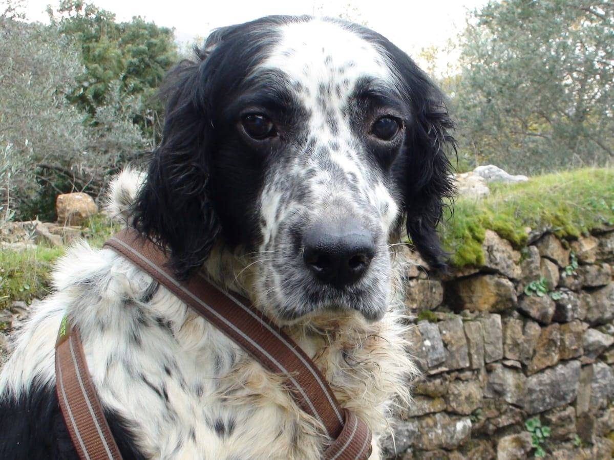 Adotta il cane Jack a Milano