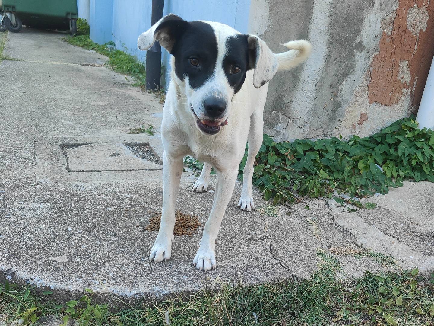 Adotta un cane, maschio, 7 mesi, Vibo
