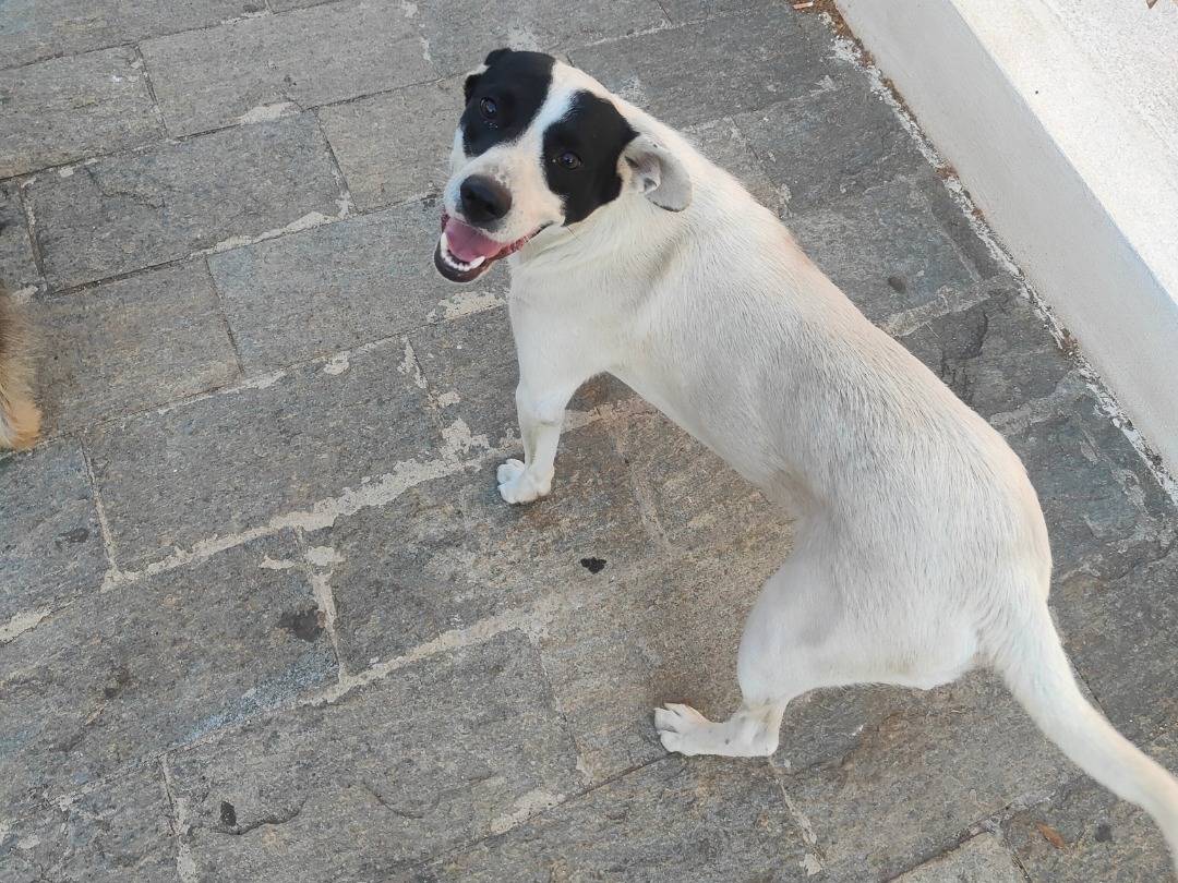 Vuoi adottare un cane a Vibo?