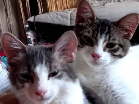 Adozione gatto, maschio, Razza sconosciuta Razza sconosciuta, 3 mesi, taglia non valida, Frosinone