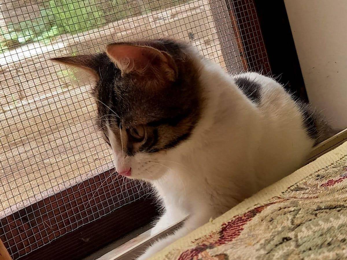 Adotta un gatto, maschio, 3 mesi, Frosinone