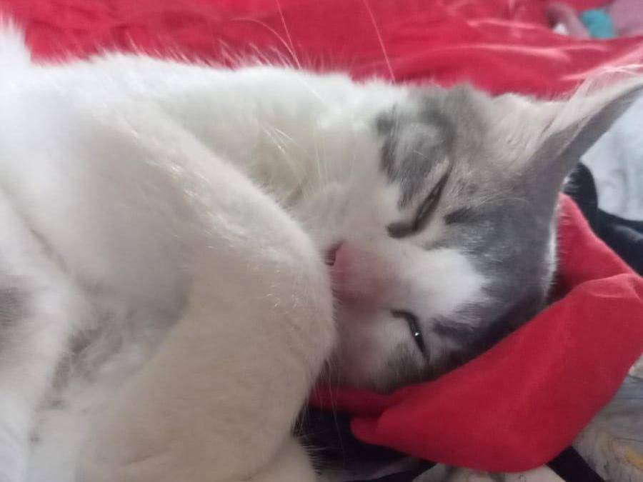 Vuoi adottare un gatto a Frosinone?