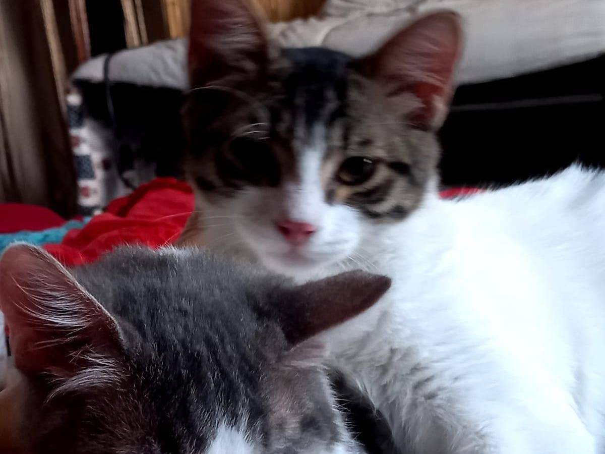 Adotta il gatto Hermes e Ares a Frosinone