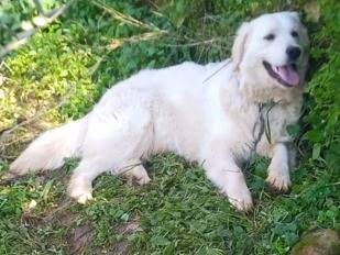 Adozione cane, maschio, Golden Retriever Razza sconosciuta, 3 anni e 10 mesi, taglia media, Milano