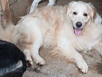 Vuoi adottare un cane a Milano?