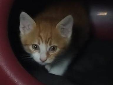 Adozione gatto, maschio, Razza sconosciuta Razza sconosciuta, 2 mesi, taglia non valida, Parma