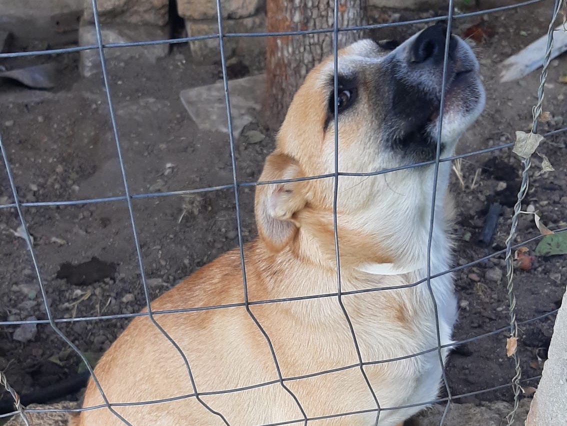 Adozione cane, maschio, Razza sconosciuta Razza sconosciuta, 3 mesi, taglia media, Ragusa
