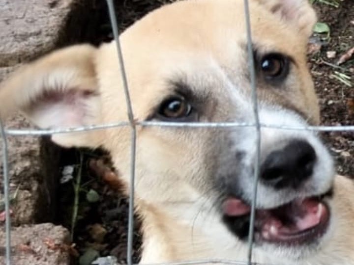 Adotta un cane, maschio, 3 mesi, Ragusa