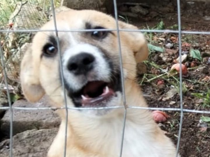 Adotta un cane, taglia media, maschio, Ragusa