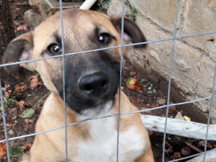 Adozione cane, maschio, Razza sconosciuta Razza sconosciuta, 3 mesi, taglia media, Ragusa