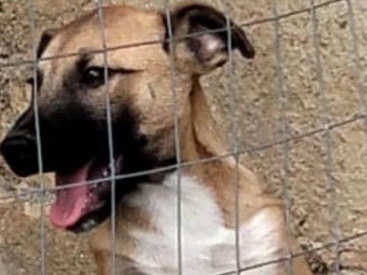 Adotta un cane, maschio, 3 mesi, Ragusa