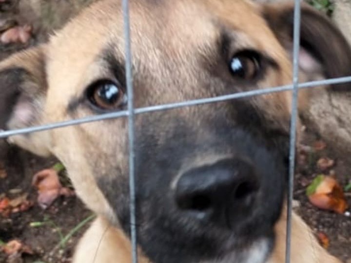 Adotta un cane, taglia media, maschio, Ragusa