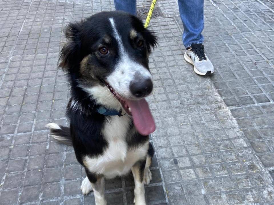 Adozione cane, femmina, Border Collie Razza sconosciuta, 1 anno e 10 mesi, taglia media, Milano