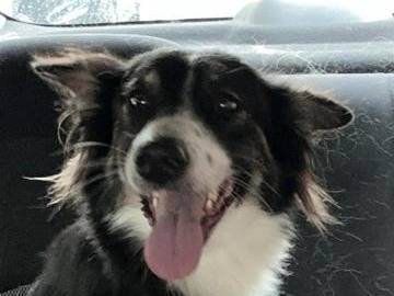 Adotta un cane, femmina, 1 anno e 10 mesi, Milano