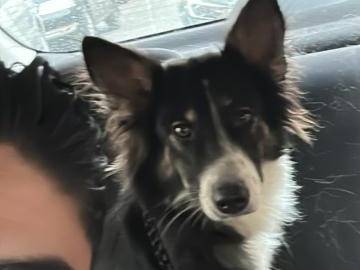 Adotta un cane, taglia media, femmina, Milano