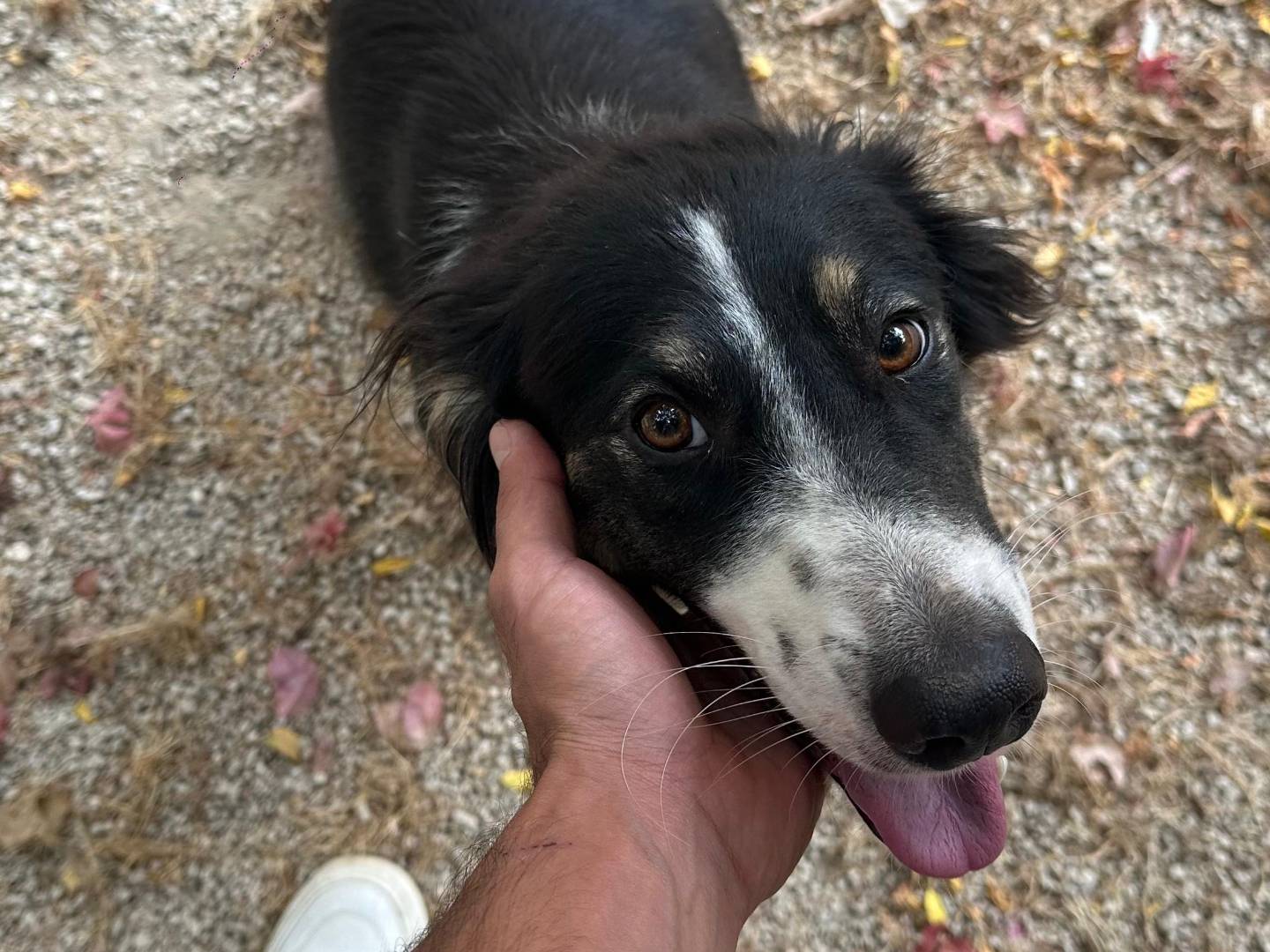 Vuoi adottare un cane a Milano?
