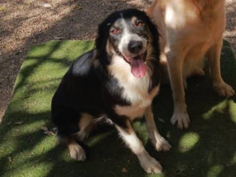 Adotta il cane Mila a Milano