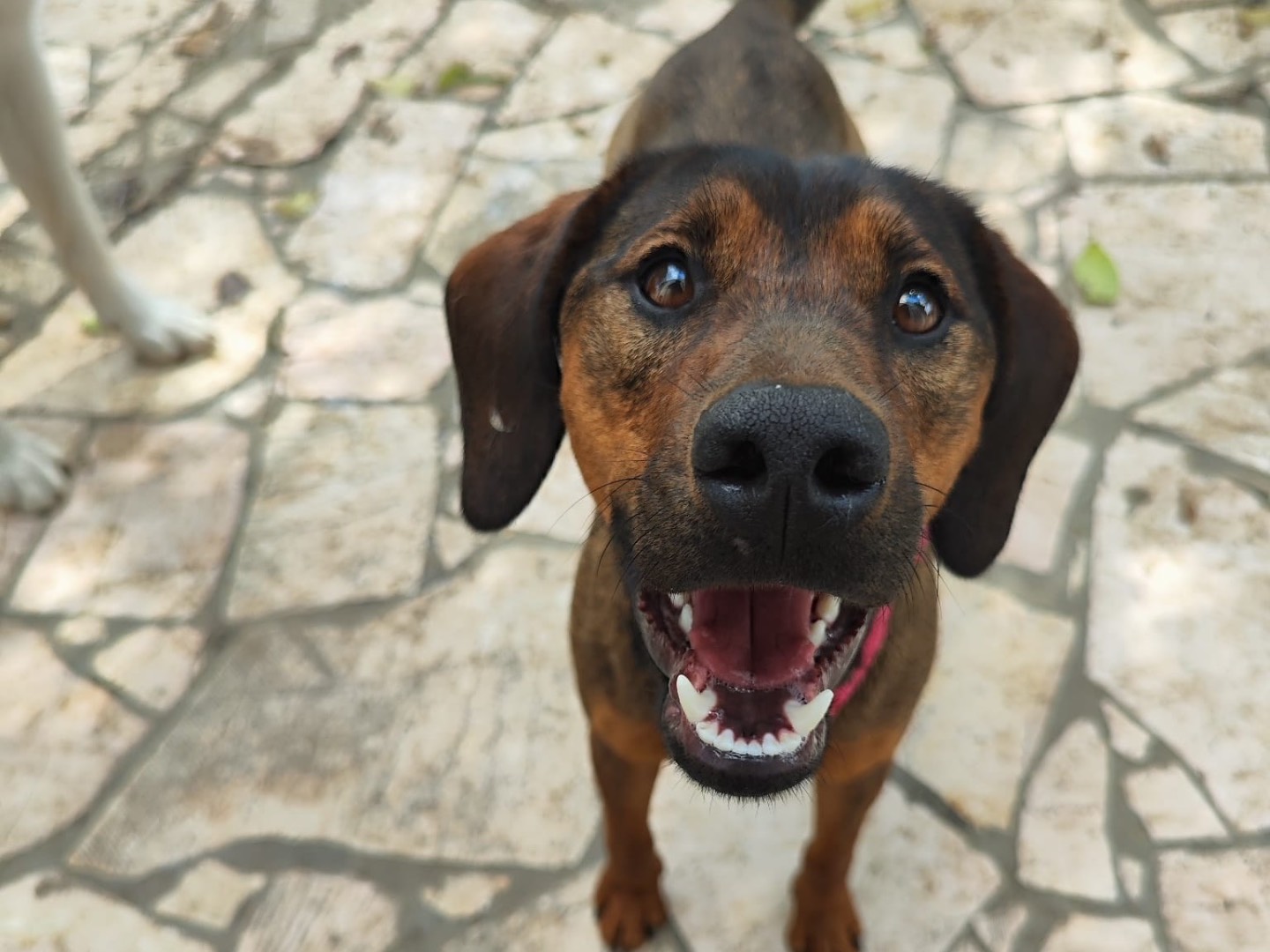 Adozione cane, femmina, Razza sconosciuta Razza sconosciuta, 1 anno e 1 mese, taglia media contenuta, Teramo