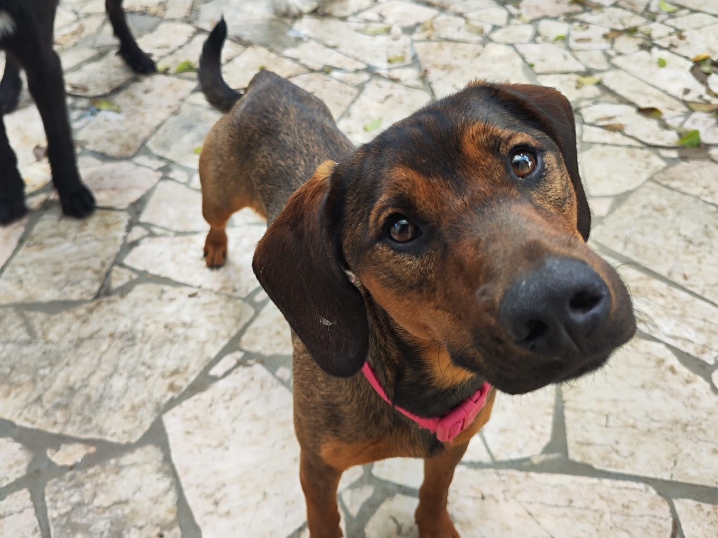 Adotta un cane, femmina, 1 anno e 1 mese, Teramo