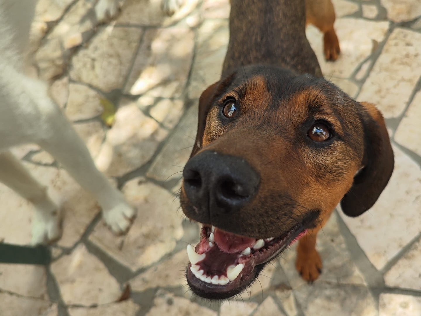Adotta un cane, taglia media contenuta, femmina, Teramo