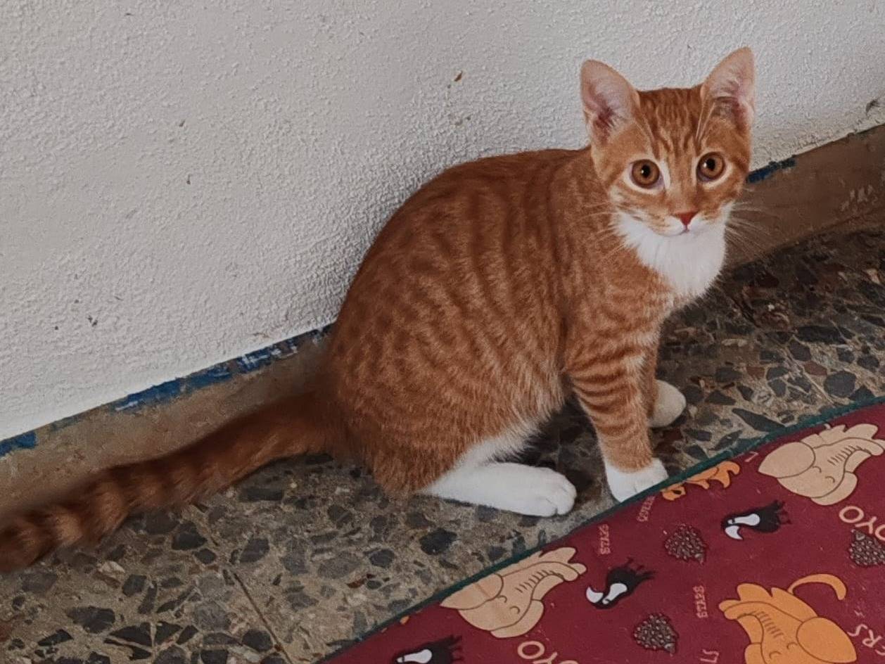 Adozione gatto, maschio, Razza sconosciuta Razza sconosciuta, 4 mesi, taglia non valida, Messina