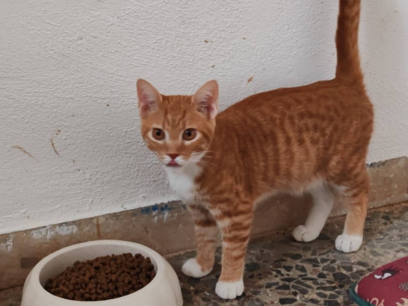 Adotta un gatto, maschio, 4 mesi, Messina