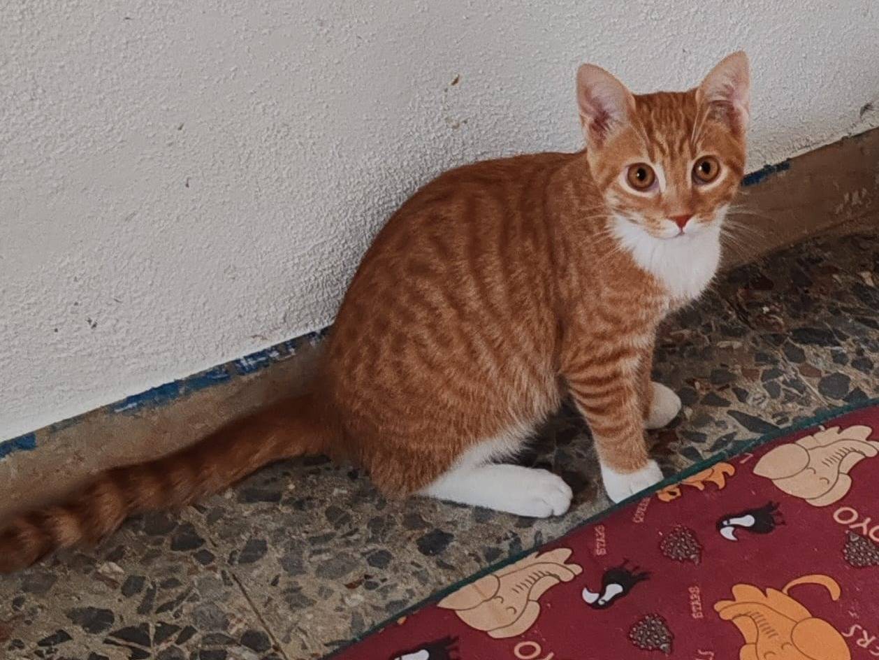Adotta un gatto, taglia non valida, maschio, Messina