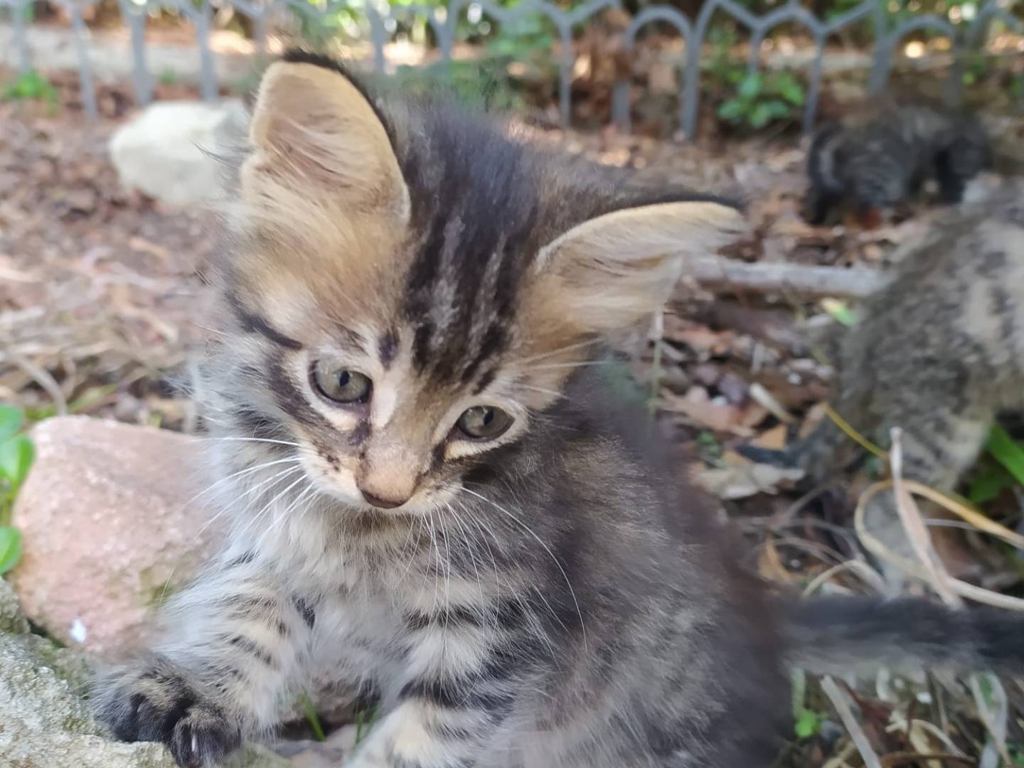 Adozione gatto, femmina, Razza sconosciuta Razza sconosciuta, 3 mesi, taglia non valida, Latina