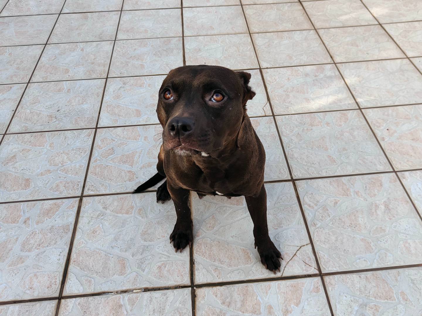 Adozione cane, femmina, Razza sconosciuta Razza sconosciuta, 11 mesi, taglia media, Napoli