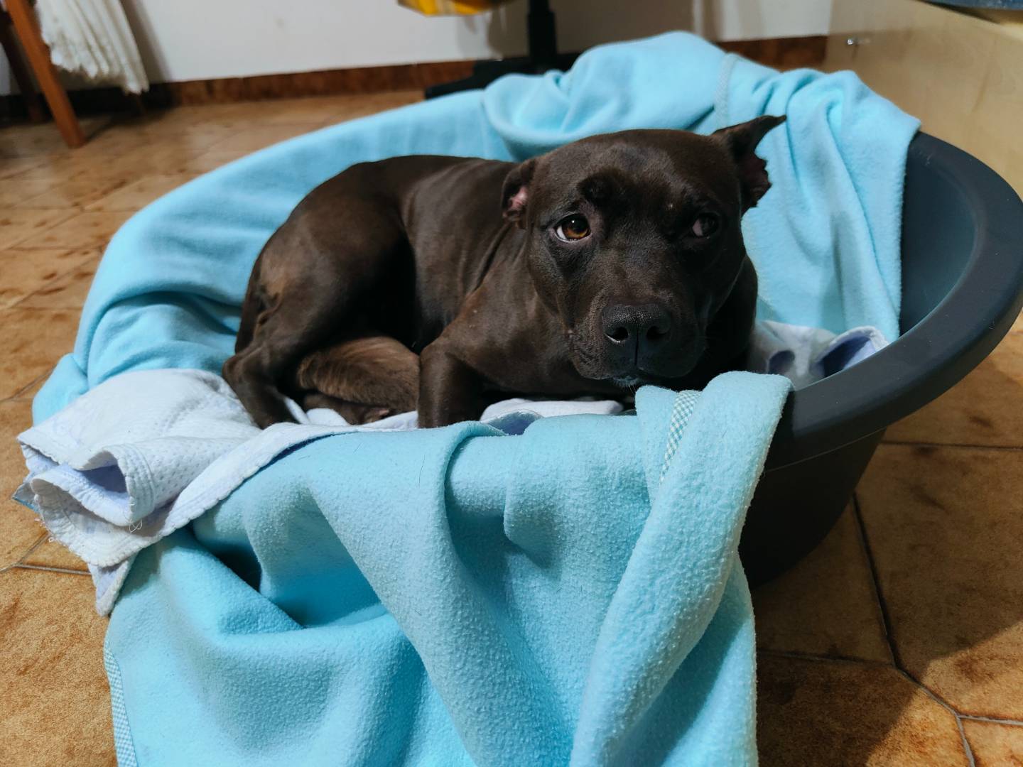 Adotta un cane, femmina, 11 mesi, Napoli