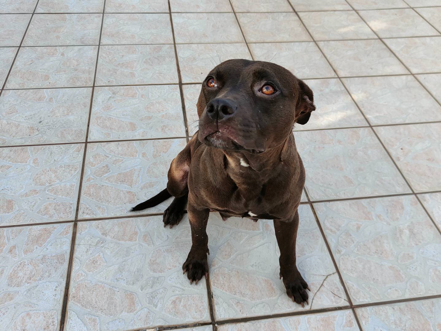 Adotta un cane, taglia media, femmina, Napoli