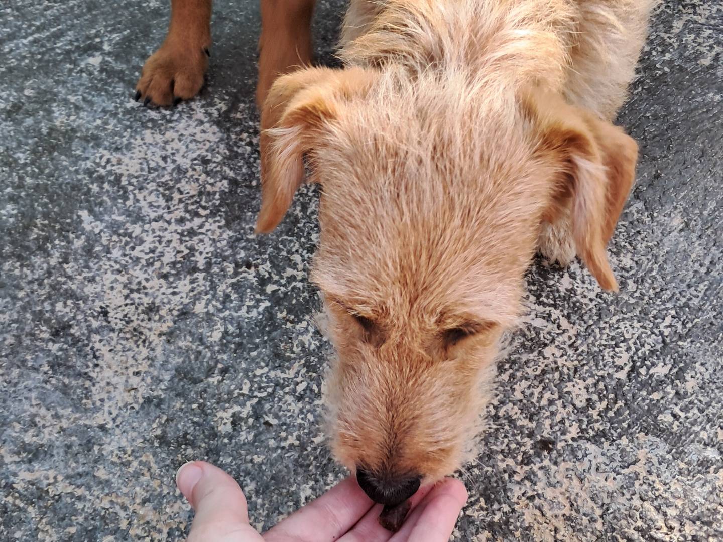 Vuoi adottare un cane a Agrigento?