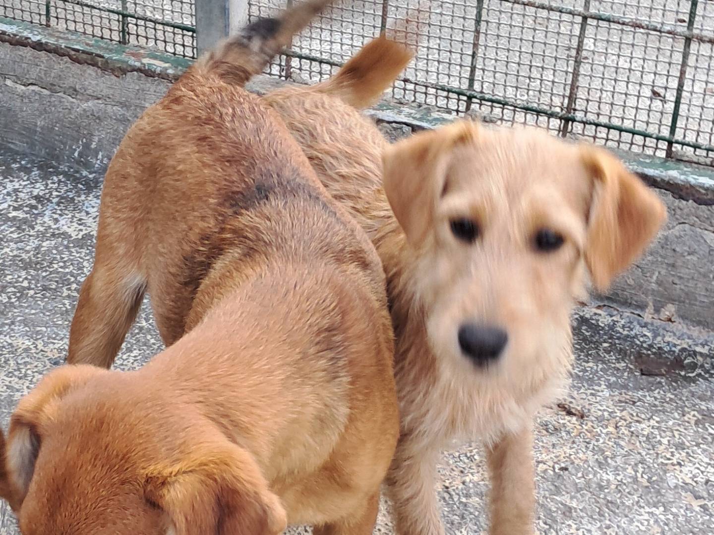 Adotta il cane Mia a Agrigento