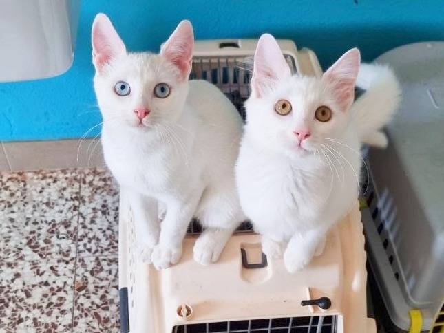 Adozione gatto, maschio, Razza sconosciuta Razza sconosciuta, 6 mesi, taglia non valida, Cremona