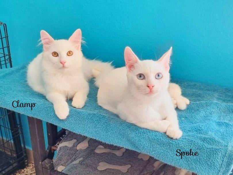 Adotta un gatto, maschio, 6 mesi, Cremona