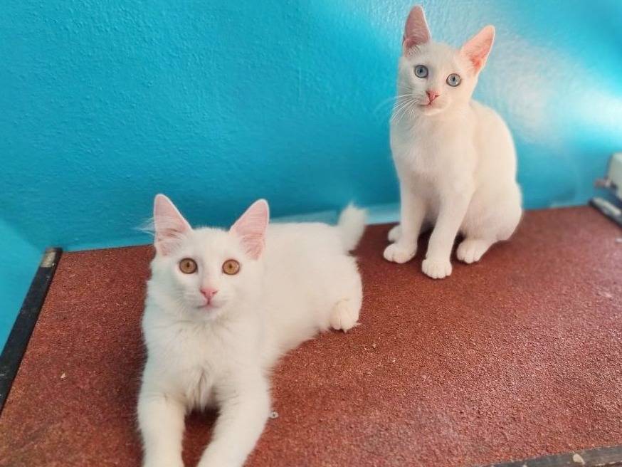Adotta un gatto, taglia non valida, maschio, Cremona