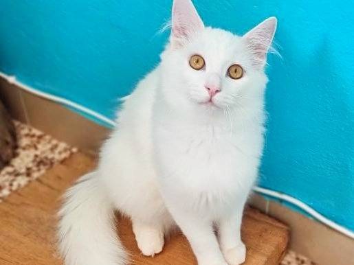 Vuoi adottare un gatto a Cremona?