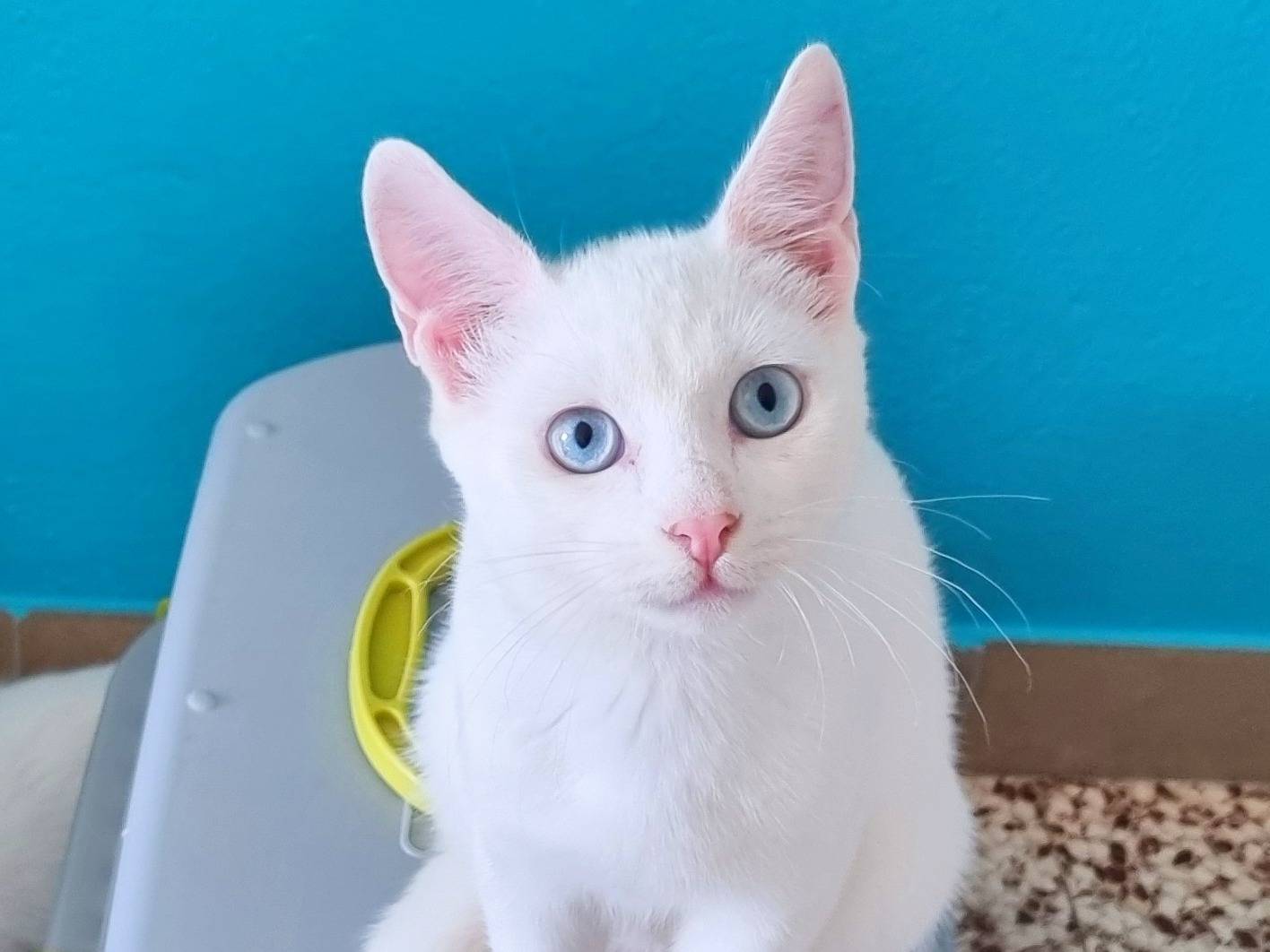Adotta il gatto CLAMP E SPOKE a Cremona
