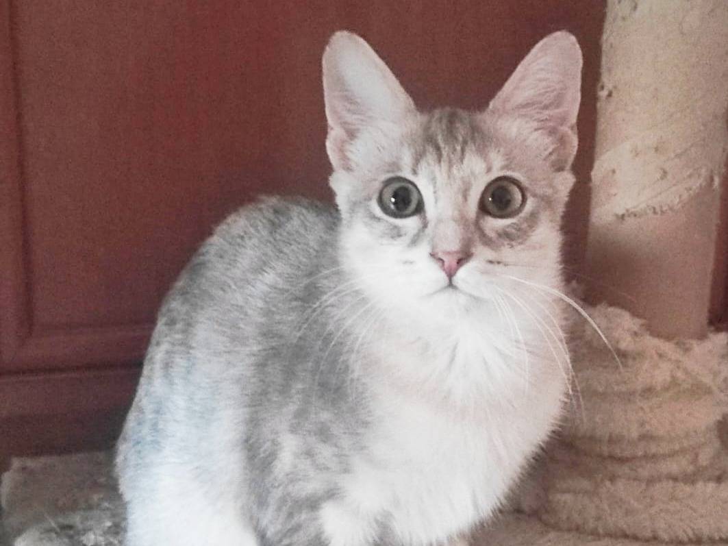 Vuoi adottare un gatto a Cremona?