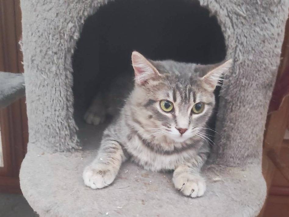 Vuoi adottare un gatto a Cremona?