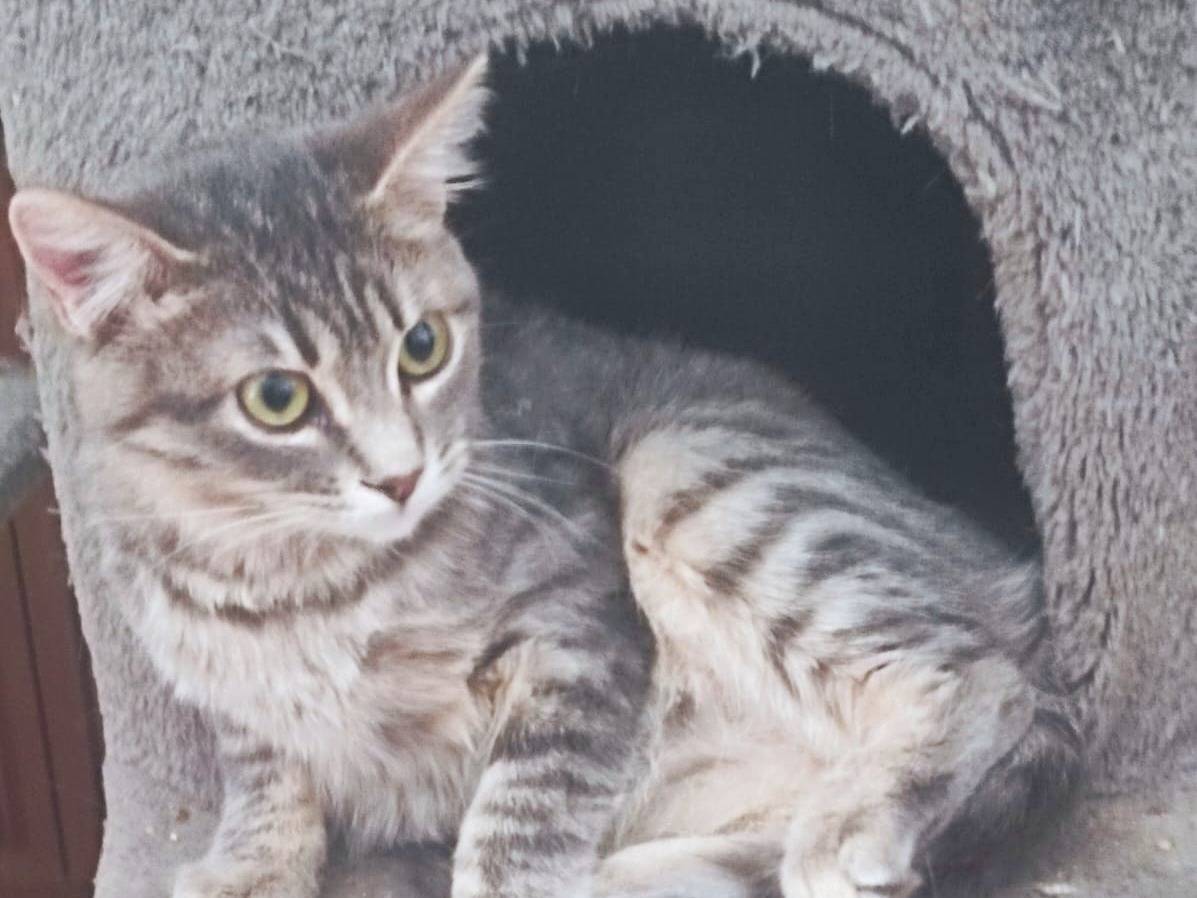 Adotta il gatto SERAPHINA a Cremona