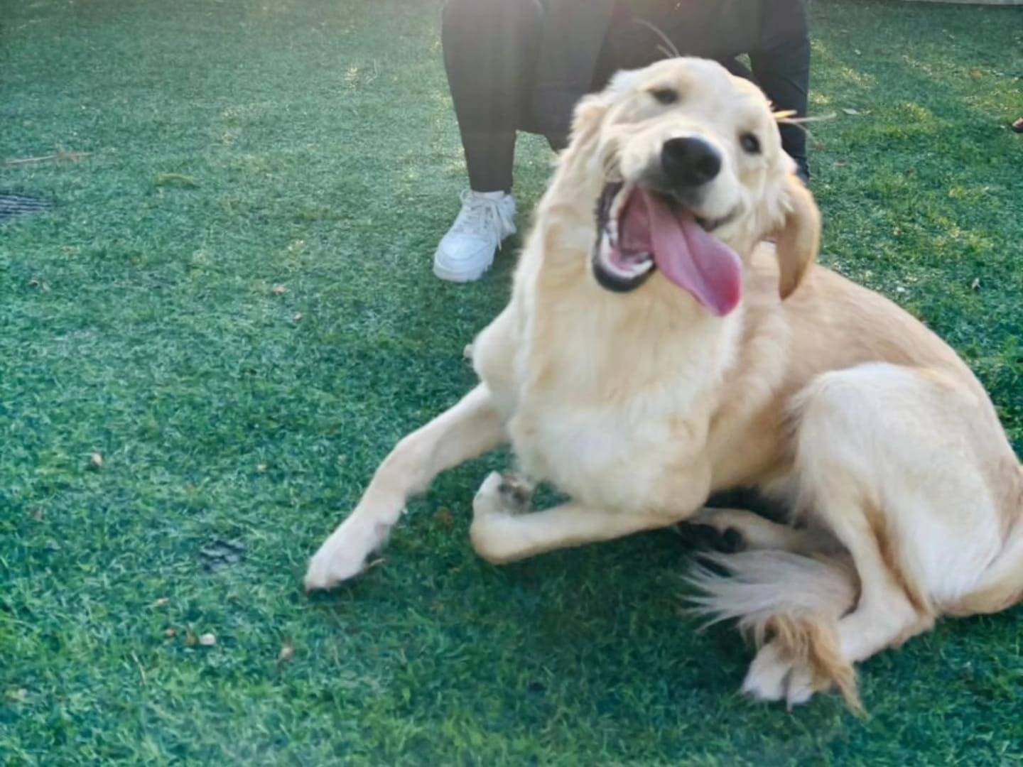 Adotta il cane Kira a Milano